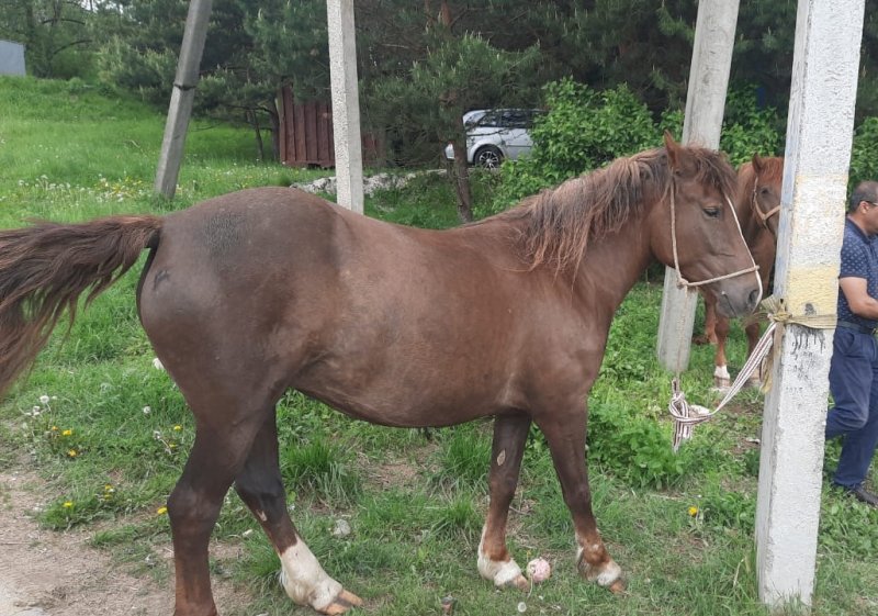 В Западнодвинском районе сотрудники полиции разыскали подозреваемого в краже лошадей с фермы